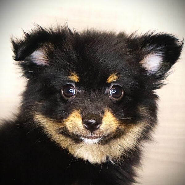 [#261280-04]  - Black / Tan F Pomeranian Puppies For Sale