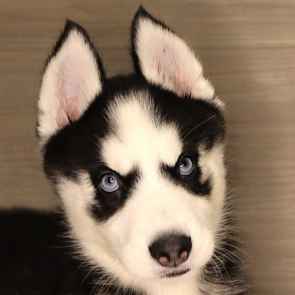 [#261397-06]  - Black / White F Siberian Husky Puppies For Sale