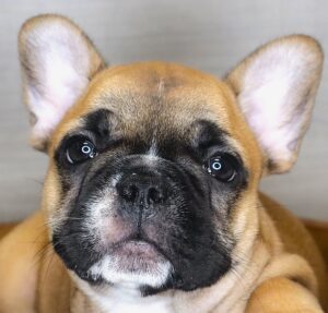 Petland Iowa City, Iowa French Bulldog puppy available