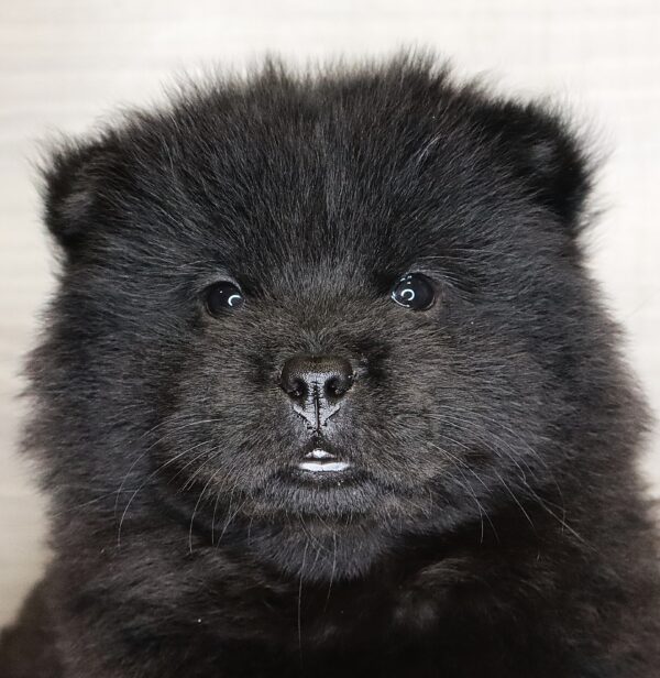 [#261654-07]  - Black F Chow Chow Puppies For Sale