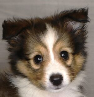 Petland Iowa City, Iowa Shetland Sheepdog puppy available