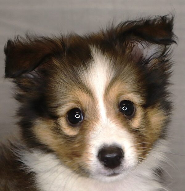 [#261522-02]  - Tan M Shetland Sheepdog Puppies For Sale