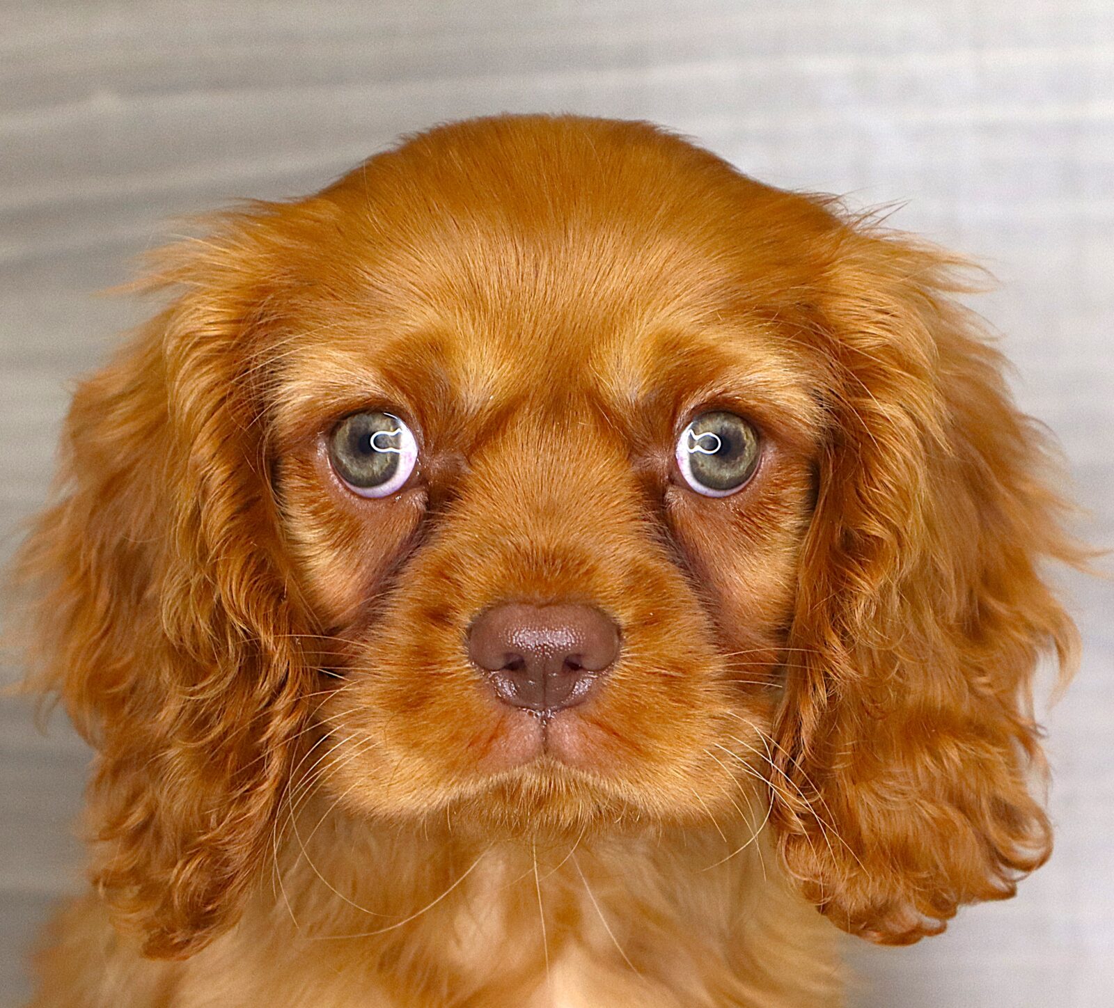 Cavalier King Charles Spaniel in State of Iowa, IA