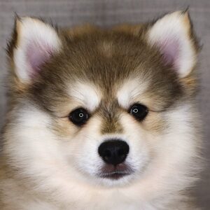 Petland Iowa City, Iowa Pomsky puppy available