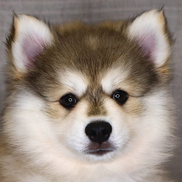 [#261520-02]  - Sable / White M Pomsky Puppies For Sale