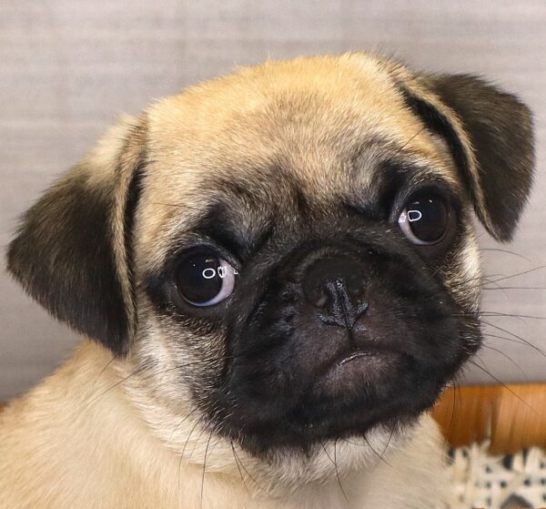 [#261788-01]  - Fawn M Pug Puppies For Sale