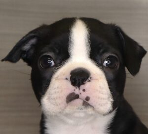 Petland Iowa City, Iowa Boston Terrier puppy available