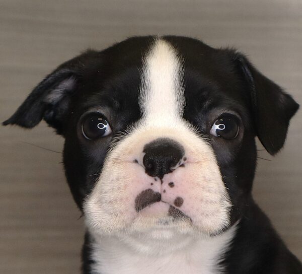[#261594-03]  - Black / White F Boston Terrier Puppies For Sale