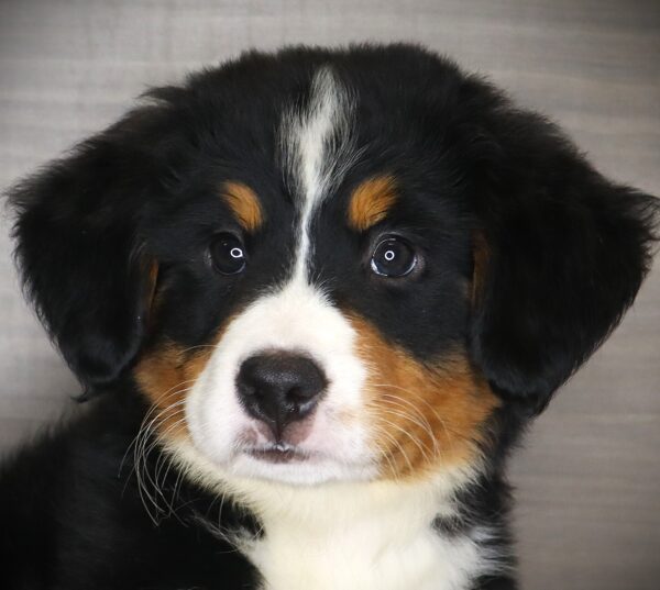 [#261554-04]  - Black Rust / White F Bernese Mountain Dog Puppies For Sale