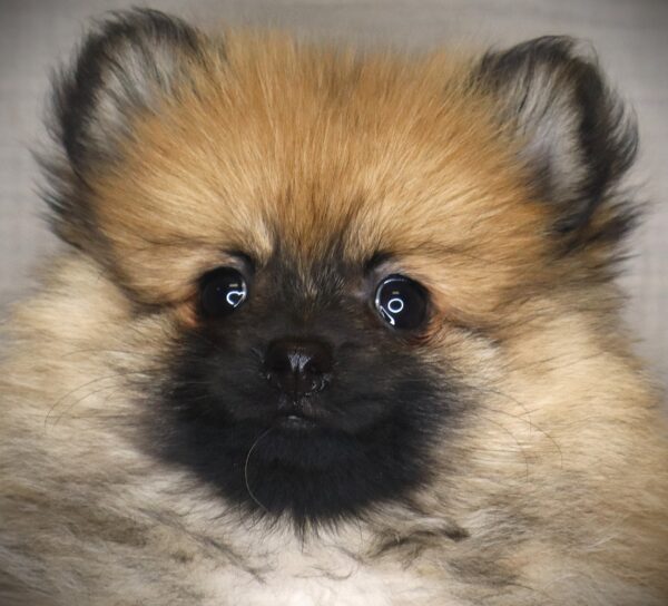 [#261564-03]  - Wolf Sable F Pomeranian Puppies For Sale