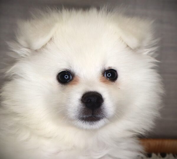 [#261705-04]  - White F American Eskimo Dog Puppies For Sale
