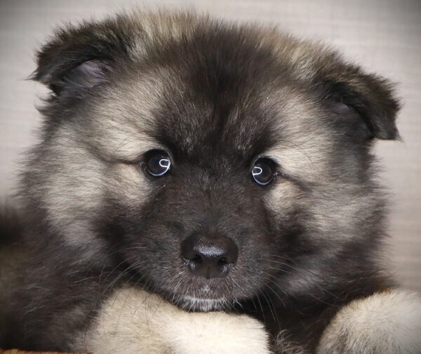 [#261630-02]  - Black / Silver F Keeshond Puppies For Sale