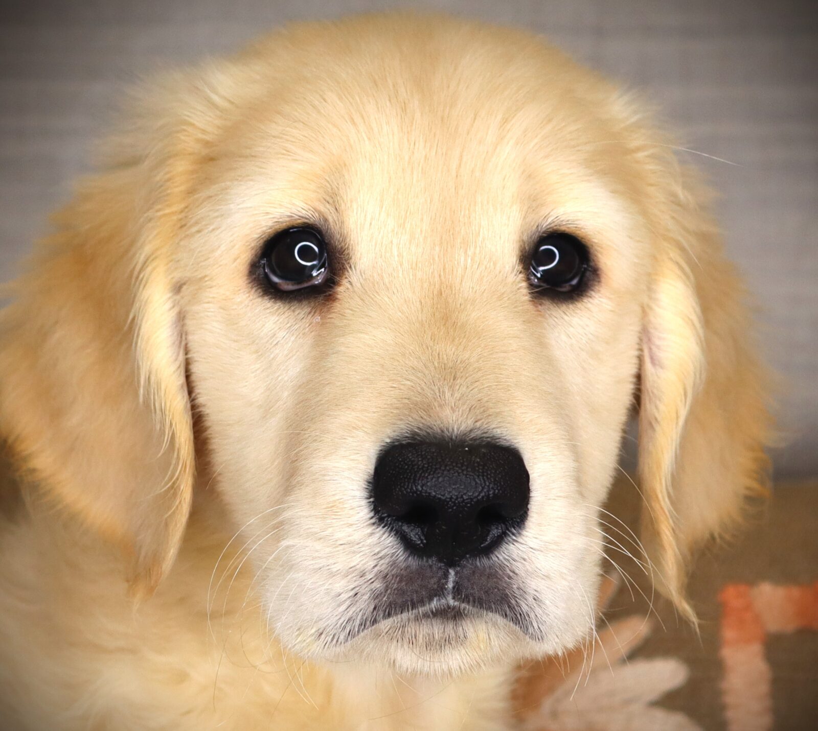 Golden Retriever in Robins, IA