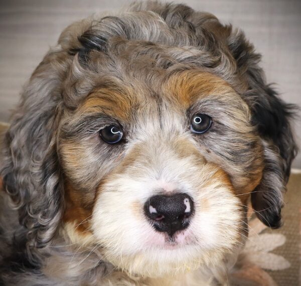 [#261553-06]  - Blue Merle / Tan F Bernedoodle Puppies For Sale