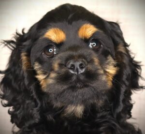 Petland Iowa City, Iowa Cocker Spaniel puppy available