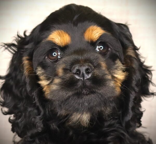 [#261663-04]  - Black / Tan F Cocker Spaniel Puppies For Sale