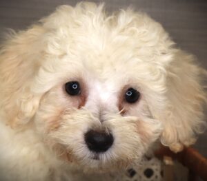 Petland Iowa City, Iowa Bichon Frise puppy available
