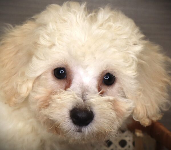 [#261464-04]  - White F Bichon Frise Puppies For Sale