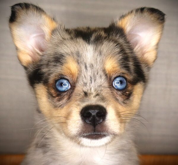 [#261659-01]  - Blue Merle M Alaskan Klee Kai/Australian Shepherd Puppies For Sale