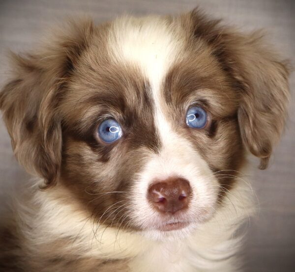[#261778-02]  - Red Merle M Miniature Australian Shepherd Puppies For Sale