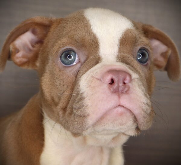 [#261629-08]  - Seal / White F Boston Bulldog Puppies For Sale