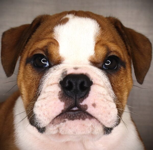 [#2617-03]  - Red / White M Bulldog Puppies For Sale