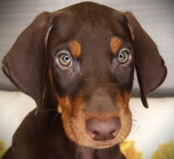 [#26215-02]  - Red / Rust M Doberman Pinscher Puppies For Sale