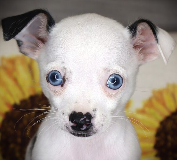 [#261416-02]  - Blue Merle / White M Chihuahua Puppies For Sale