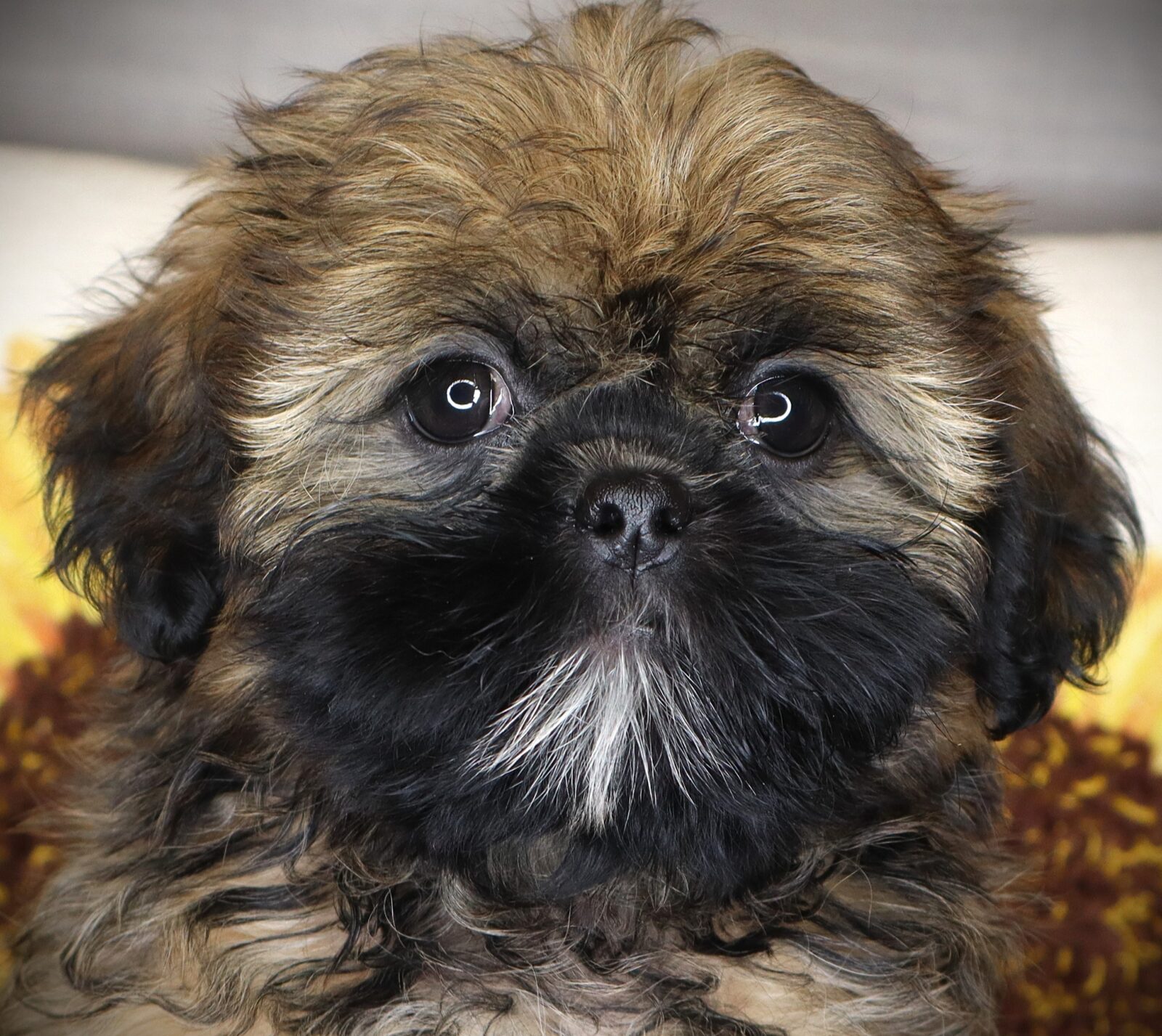 Shih Tzu in State of Iowa, IA