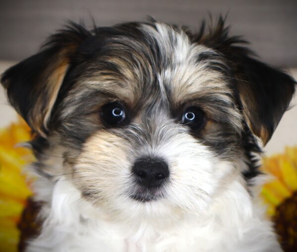[#261631-05]  - Black / White F Morkie Puppies For Sale
