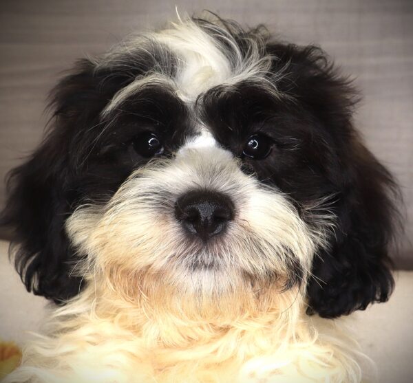 [#261364-02]  - White / Black M Teddy Bear Puppies For Sale