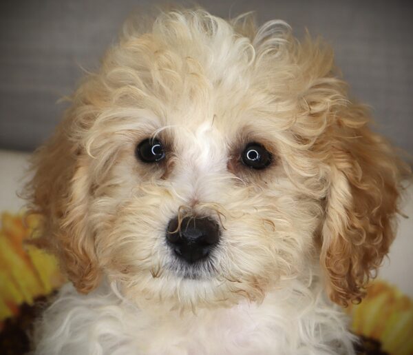 [#261551-04]  - White F Bichapoo Puppies For Sale