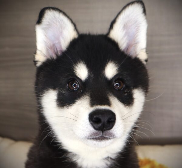 [#261544-03]  - Black / White M Alaskan Klee Kai Puppies For Sale