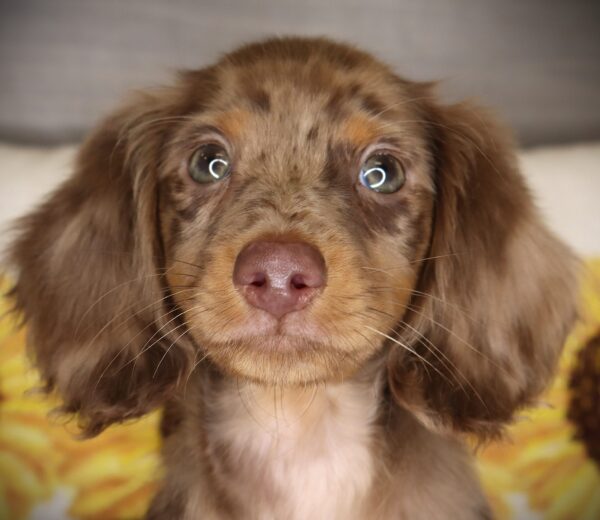 [#261644-04]  - Chocolate M Dachshund Puppies For Sale