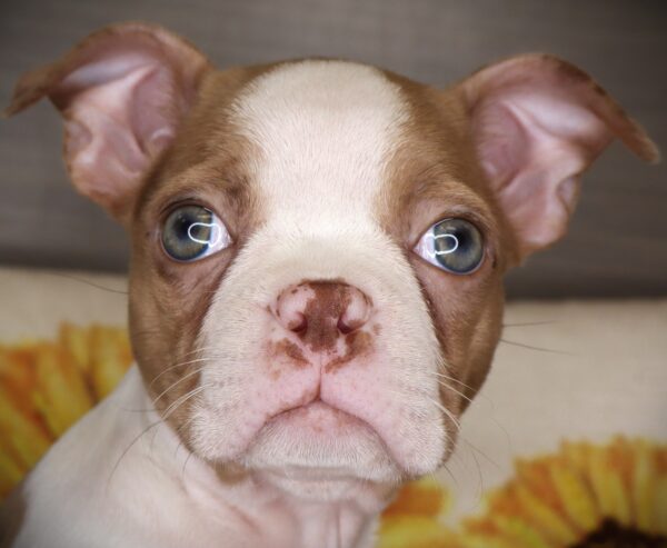 [#261387-05]  - Tan F Boston Terrier Puppies For Sale