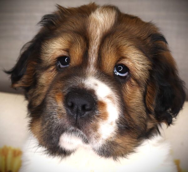 [#261289-03]  - Brindle / White M Hippo Mini Puppies For Sale