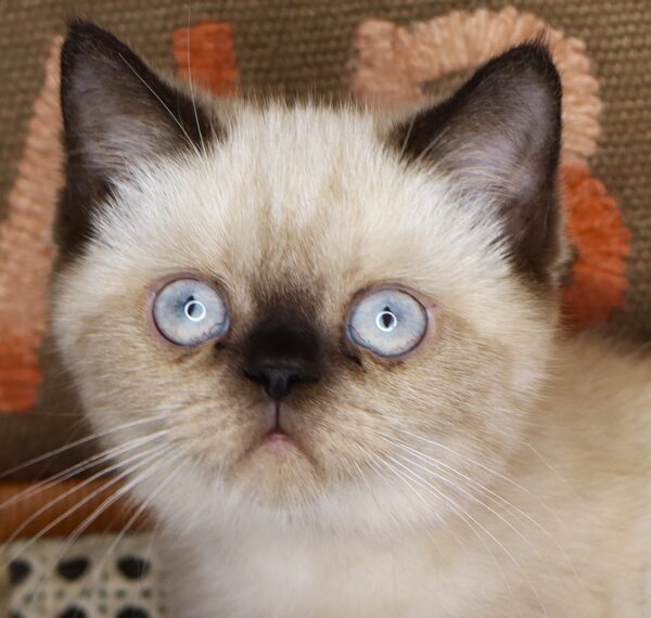 [#261354-01]  - Silver / White M Exotic Short Hair Kittens For Sale