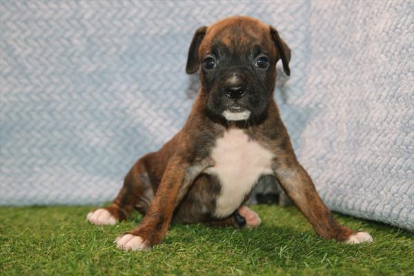 [#26234-07] Princess Atta - Brindle F Boxer Puppies For Sale