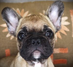Petland Iowa City, Iowa French Bulldog puppy available