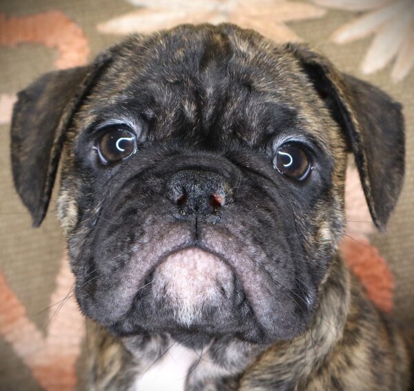 [#2619-02] George - Brindle M Bulldog/Bulldog Mini Puppies For Sale