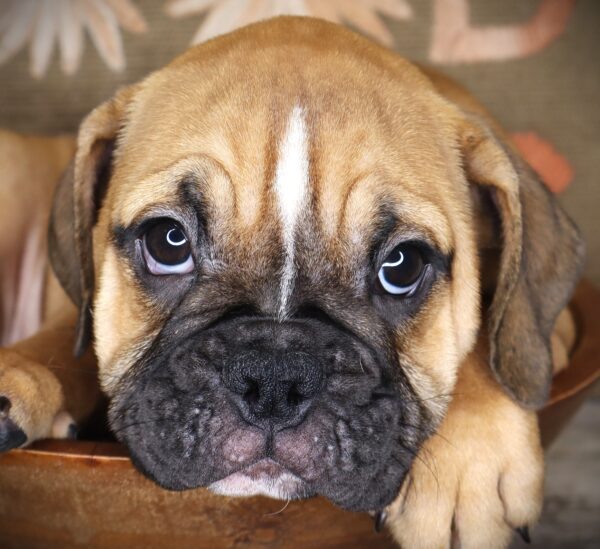 [#2619-05] Val - Fawn F Bulldog/Bulldog Mini Puppies For Sale