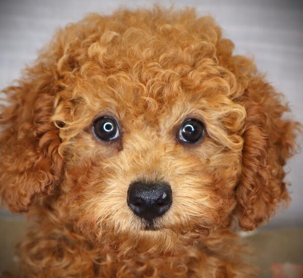 [#262054-04] Celia - Red F Poodle Puppies For Sale