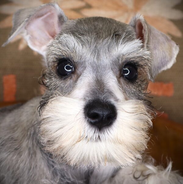 [#261697-03] Mike - Salt / Pepper F Miniature Schnauzer Puppies For Sale