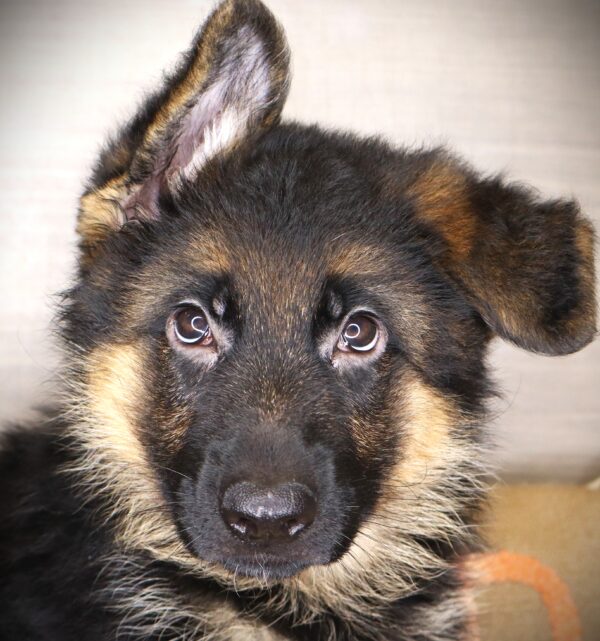 [#261726-04] Boo - Black / Tan F German Shepherd Dog Puppies For Sale