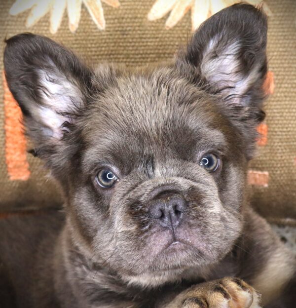 [#261741-01] Sulley - Blue M French Bulldog Puppies For Sale