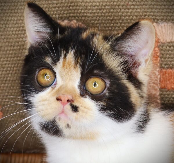 [#261354-03] Roz - Calico F Exotic Short Hair Kittens For Sale
