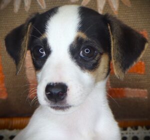 Petland Iowa City, Iowa Jack Russell Terrier puppy available