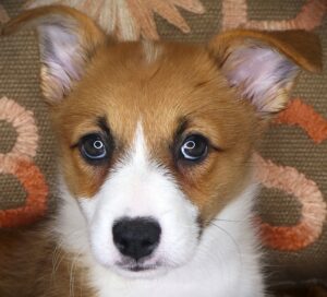 Petland Iowa City, Iowa Pembroke Welsh Corgi puppy available
