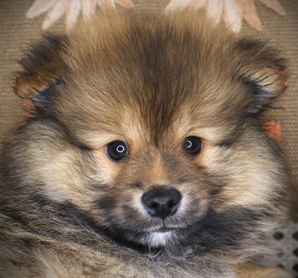 [#261473-01] Francis - Dark Sable M Pomeranian Puppies For Sale
