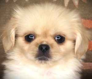 Petland Iowa City, Iowa Pekingese puppy available